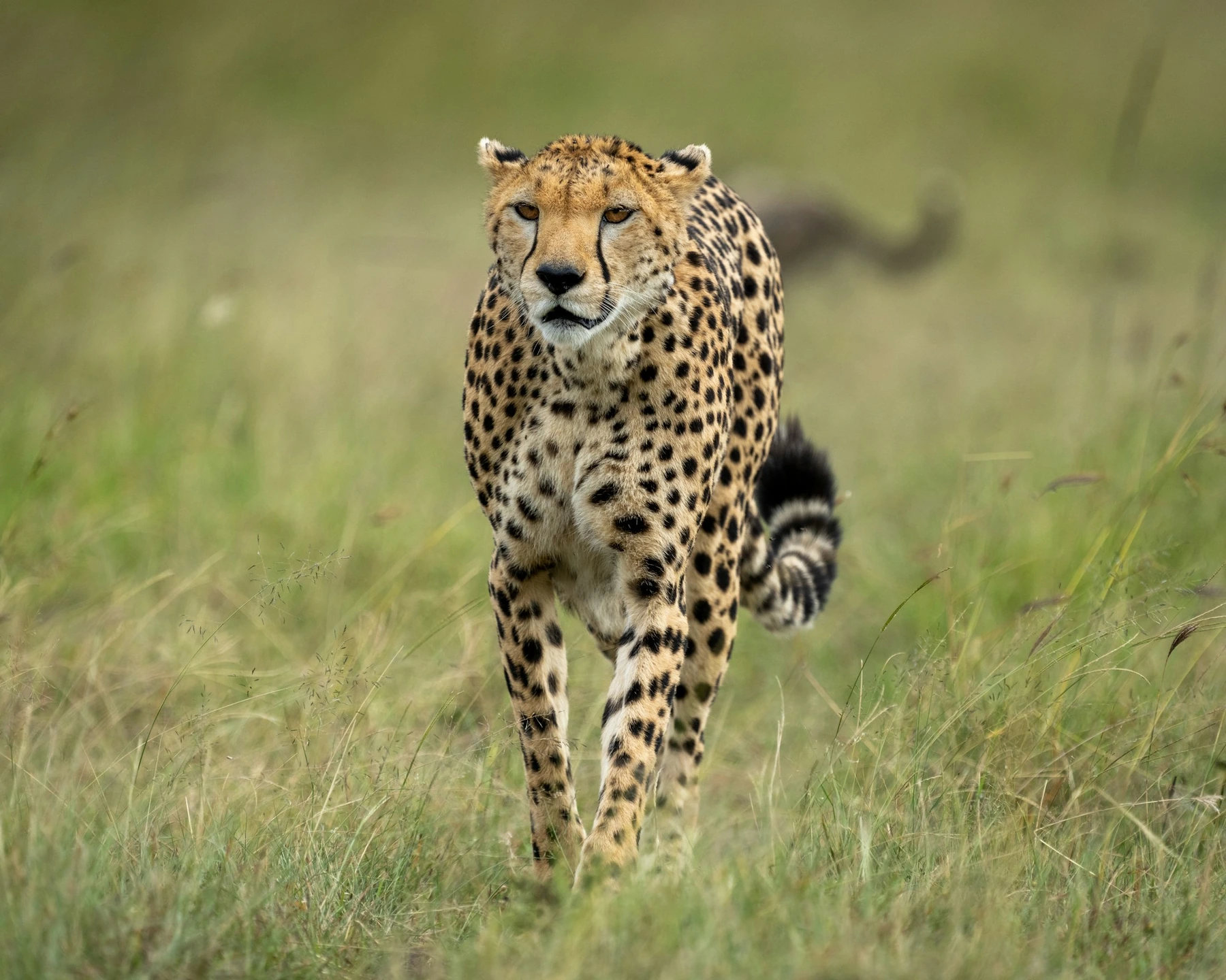 A cheetah walking toward the camera through the grasslands, with a clear gaze and an open grassy background